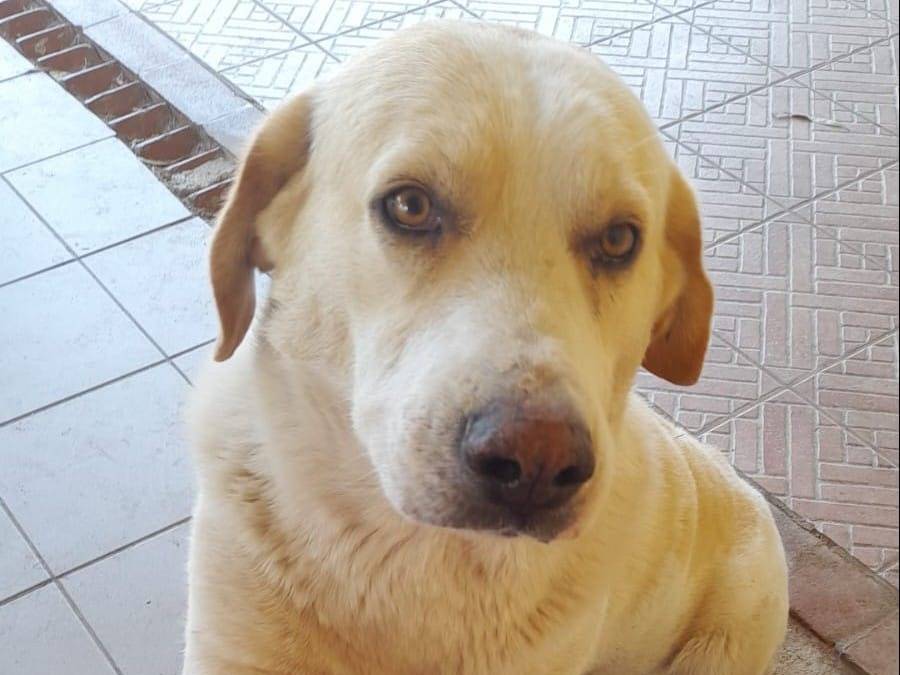Adotta un cane, maschio, 6 anni e 10 mesi, Crotone