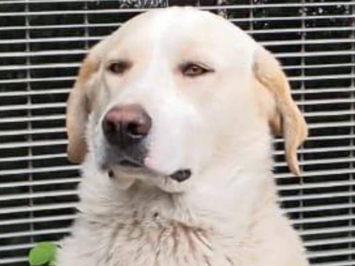 Adotta un cane, taglia grande, maschio, Crotone