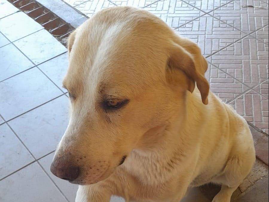 Vuoi adottare un cane a Crotone?