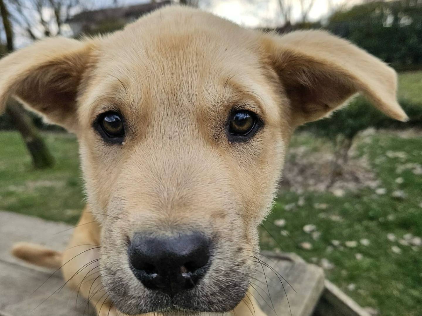 Adozione cane, maschio, meticcio, 2 anni, taglia media, Parma