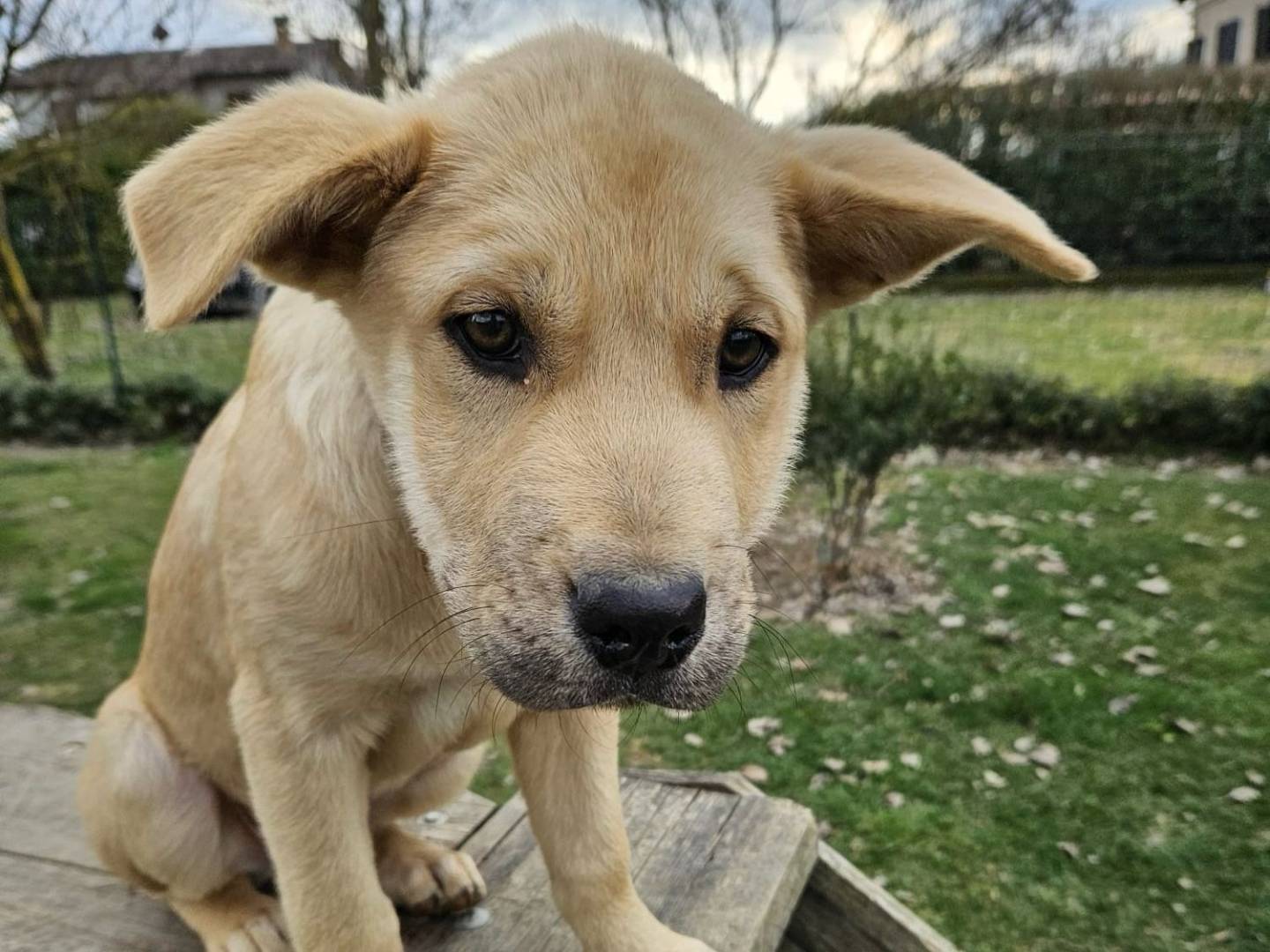 Adotta un cane, maschio, 2 anni, Parma