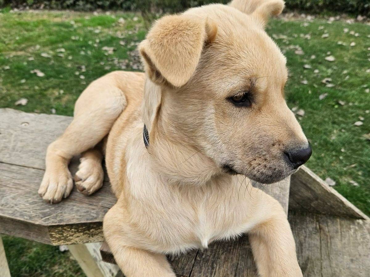 Adotta un cane, taglia media, maschio, Parma