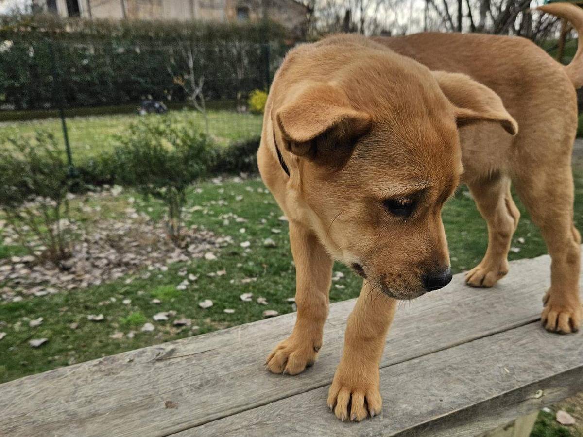 Vuoi adottare un cane a Parma?