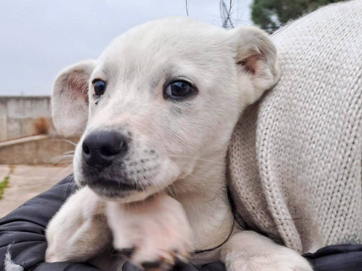 Adozione cane, maschio, meticcio, 2 anni, taglia media, Crotone