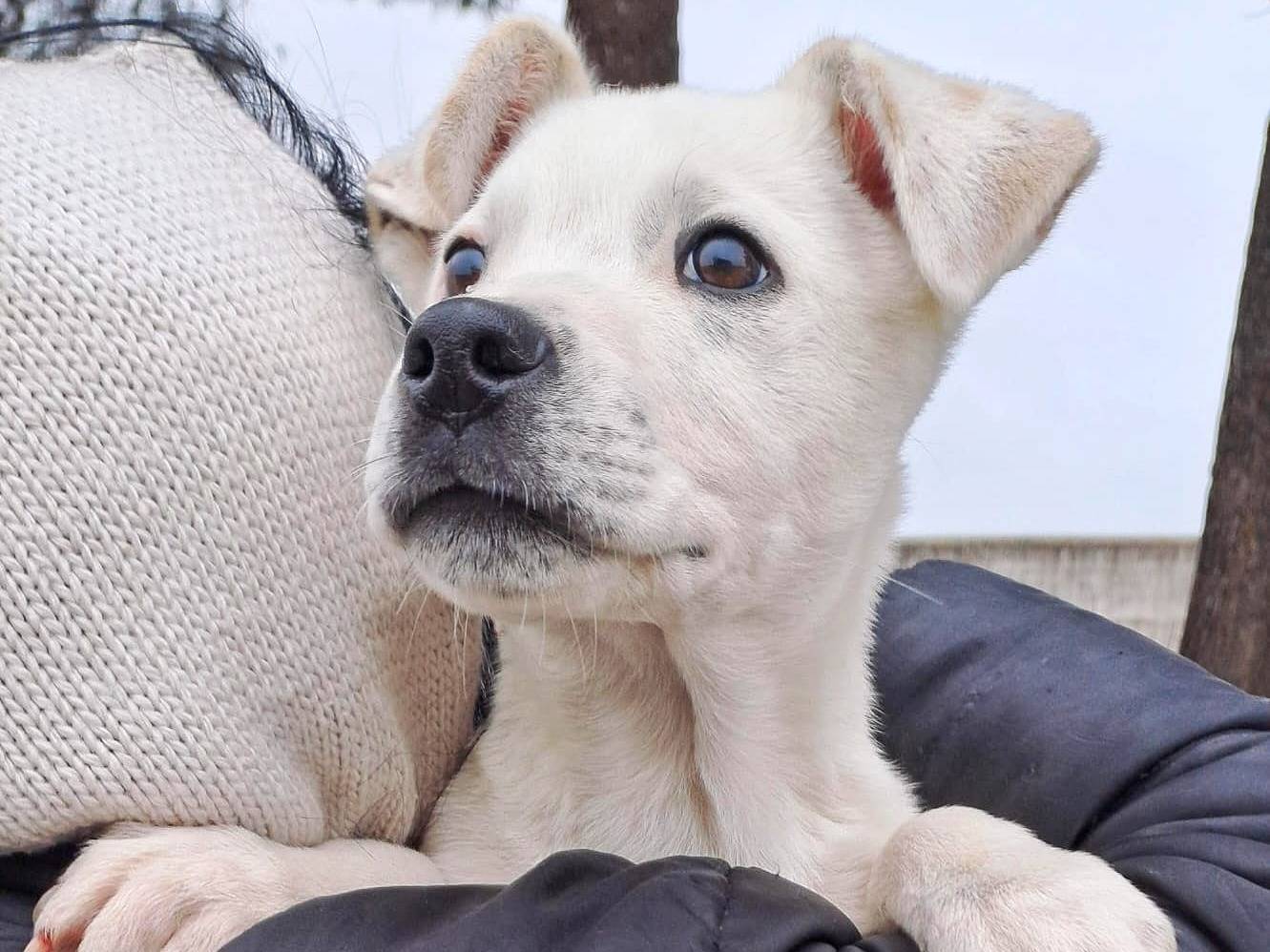 Adotta un cane, maschio, 2 anni, Crotone