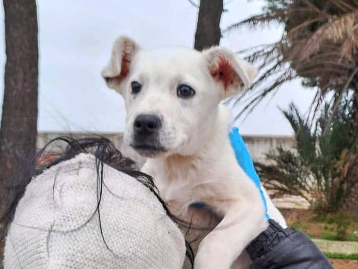 Vuoi adottare un cane a Crotone?