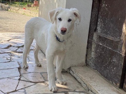 Adotta un cane, maschio, 1 anno e 3 mesi , Teramo