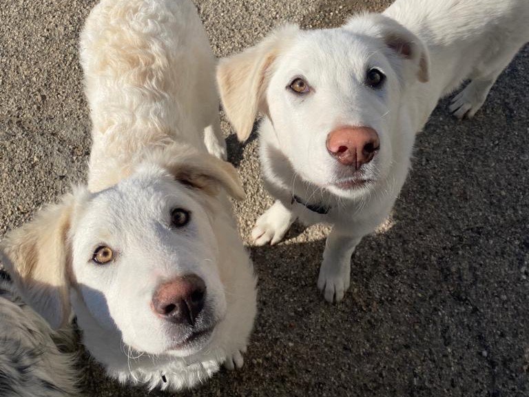 Adotta un cane, taglia gigante, maschio, Teramo