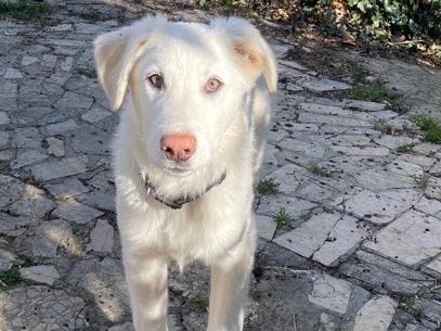 Adotta il cane Ettore a Teramo
