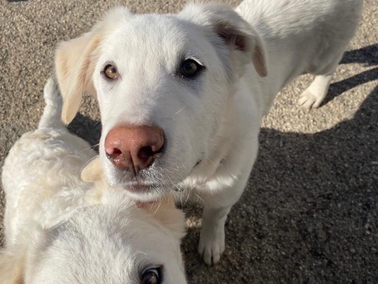 Adotta un cane, maschio, 1 anno e 7 mesi , Teramo