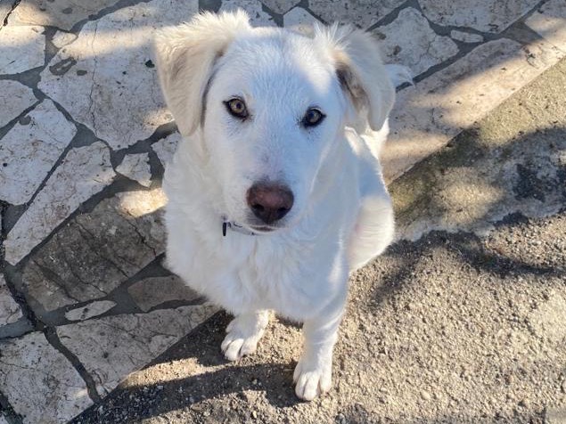 Adotta un cane, taglia gigante, maschio, Teramo