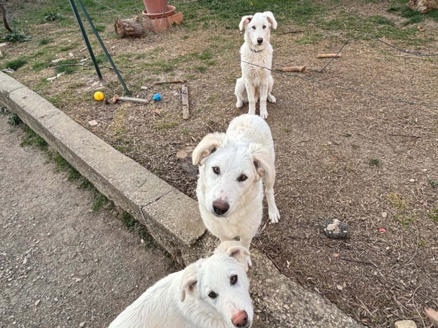 Vuoi adottare un cane a Teramo?