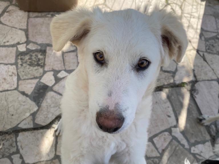 Adotta il cane Achille a Teramo