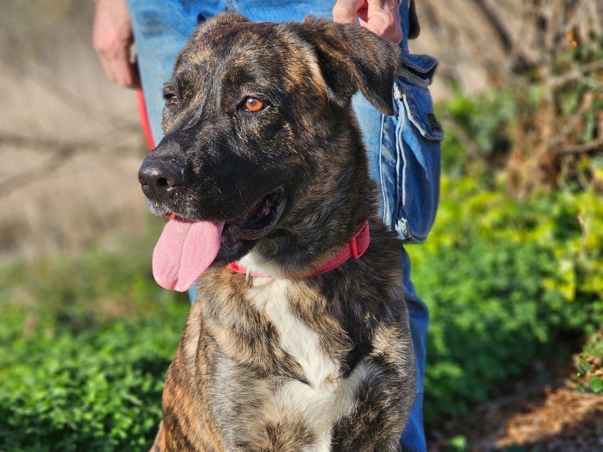 Adozione cane, maschio, Corso, 4 anni e 5 mesi, taglia grande, Siracusa