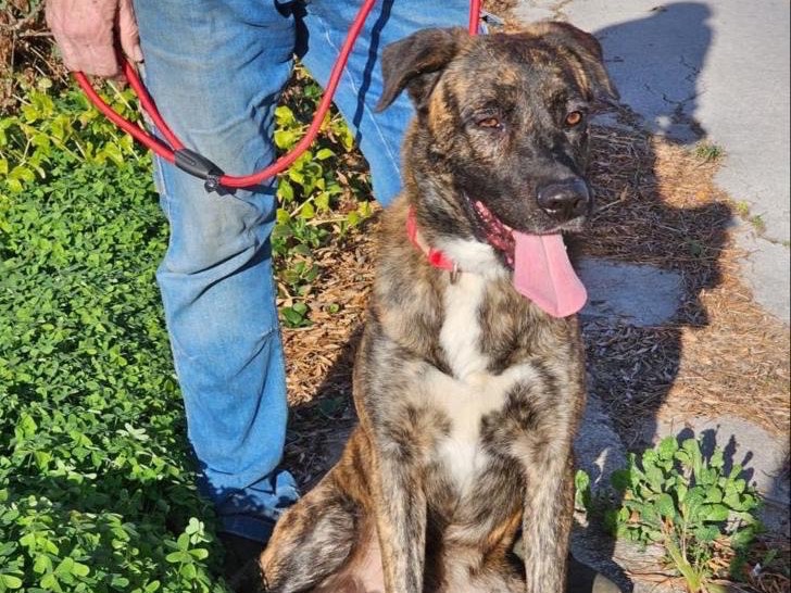 Adotta un cane, maschio, 4 anni e 5 mesi, Siracusa