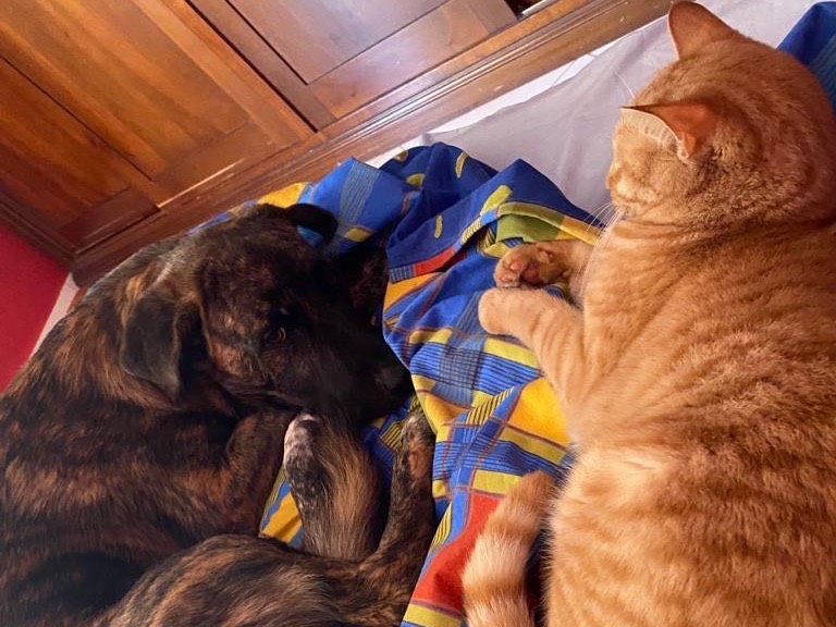 Vuoi adottare un cane a Siracusa?