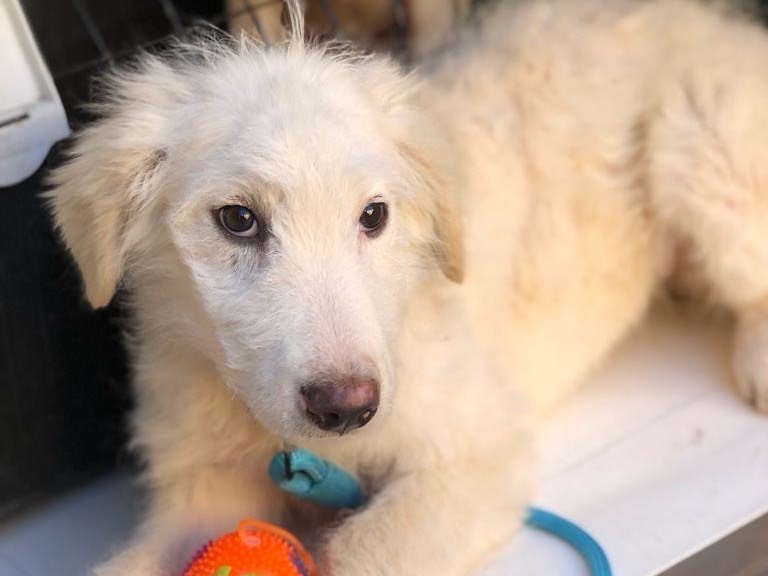 Adozione cane, femmina, Pastore maremmano, 2 anni e 9 mesi, taglia grande, Siracusa