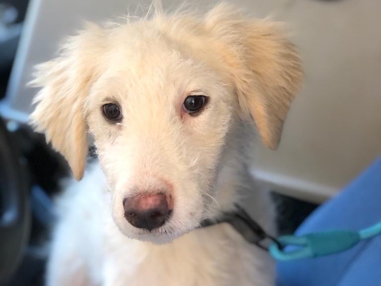 Adotta un cane, femmina, 2 anni e 9 mesi, Siracusa