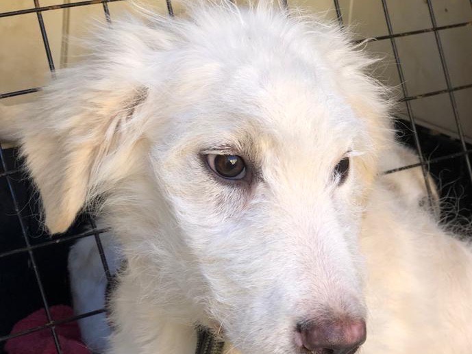 Adotta un cane, taglia grande, femmina, Siracusa