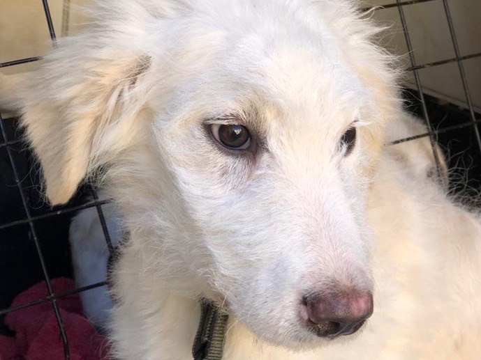 Vuoi adottare un cane a Siracusa?