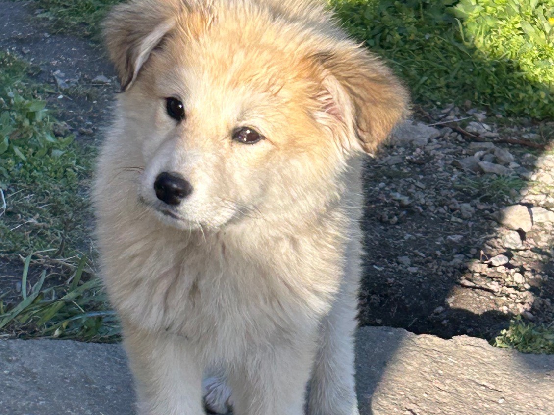 Adozione cane, femmina, meticcio, 1 anno e 11 mesi, taglia media, Catanzaro