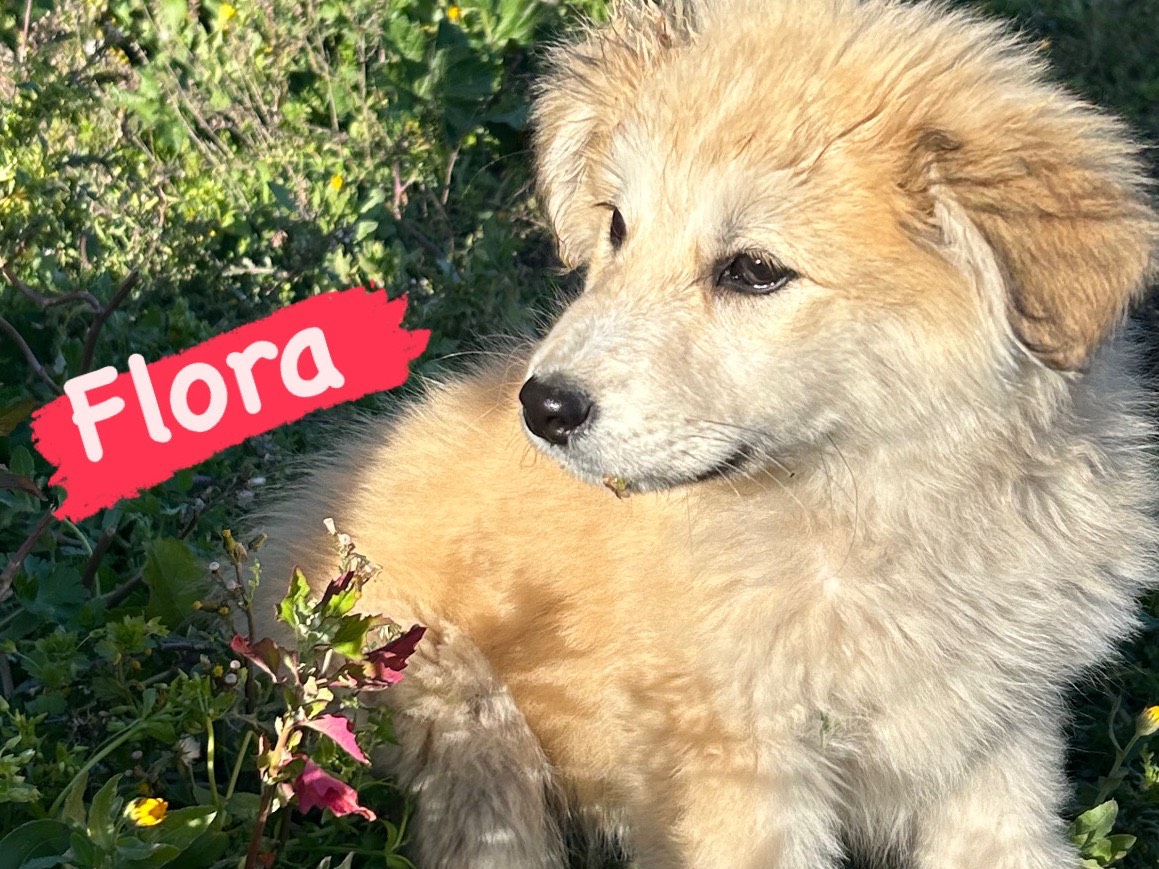 Adotta un cane, femmina, 1 anno e 11 mesi, Catanzaro