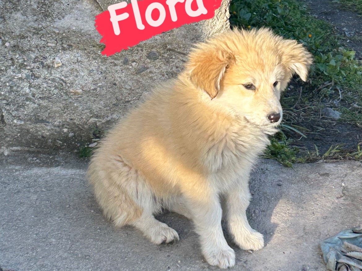 Adotta un cane, taglia media, femmina, Catanzaro