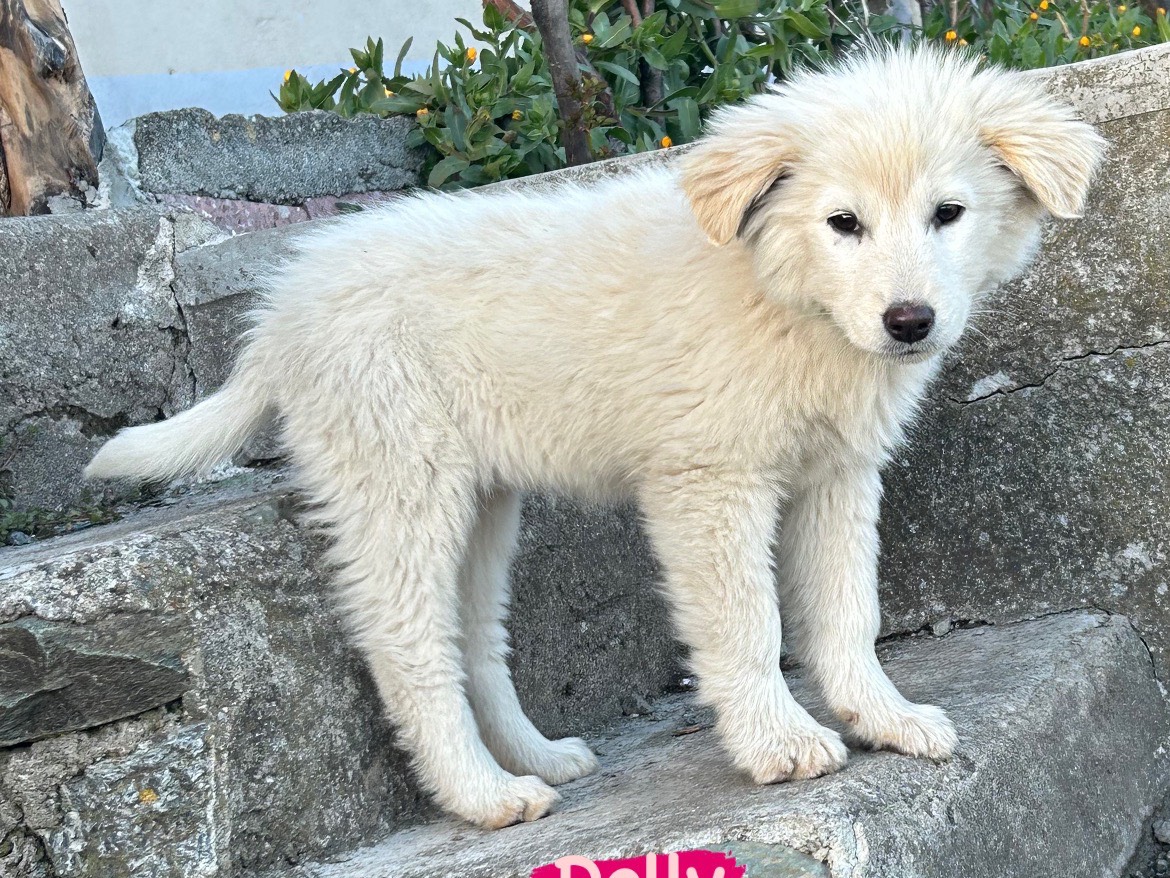 Adozione cane, femmina, meticcio, 2 anni, taglia media, Catanzaro