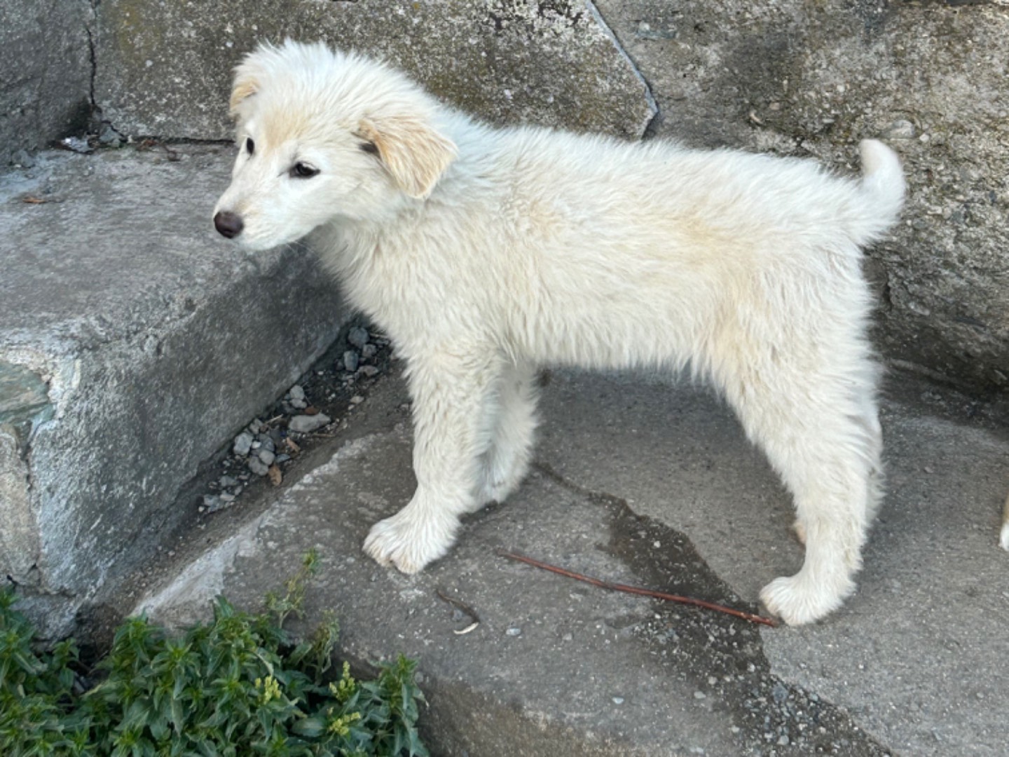 Adotta un cane, femmina, 2 anni, Catanzaro