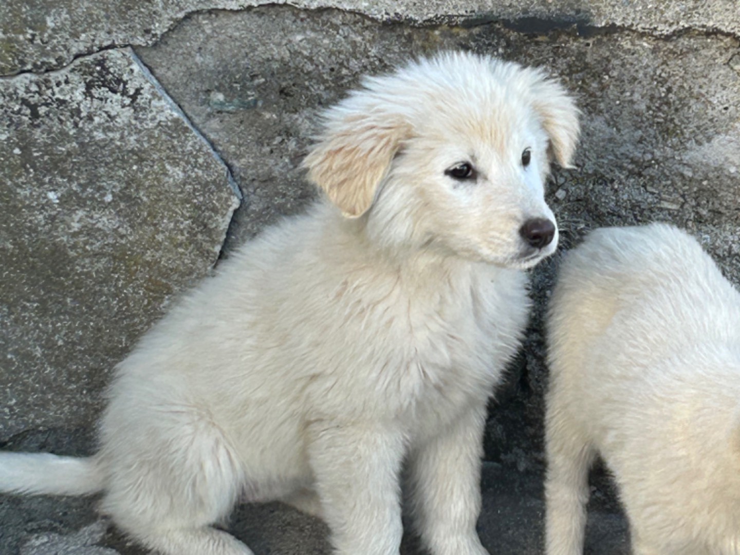 Adotta un cane, taglia media, femmina, Catanzaro