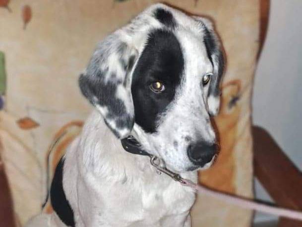 Adozione cane, maschio, meticcio, 2 anni e 2 mesi, taglia media, Crotone