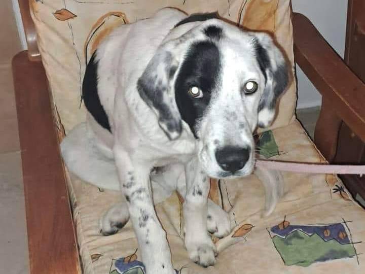 Adotta un cane, taglia media, maschio, Crotone