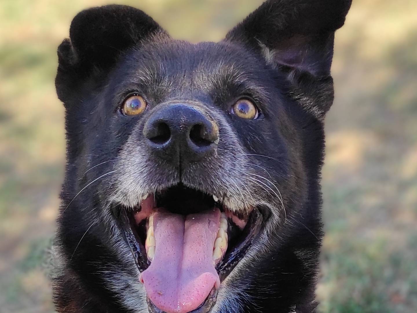 Foto dell'animale