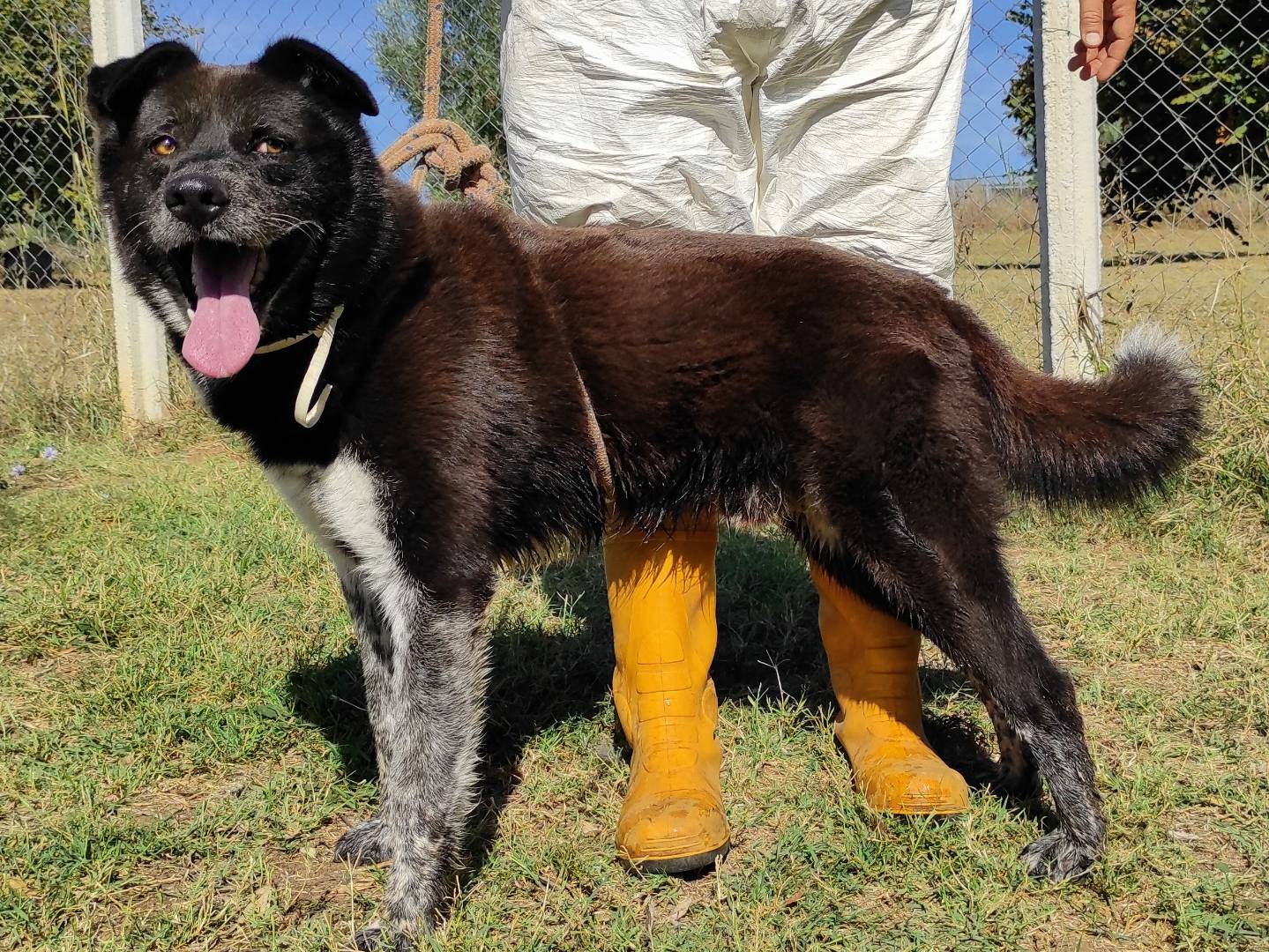 Vuoi adottare un cane a Viterbo?