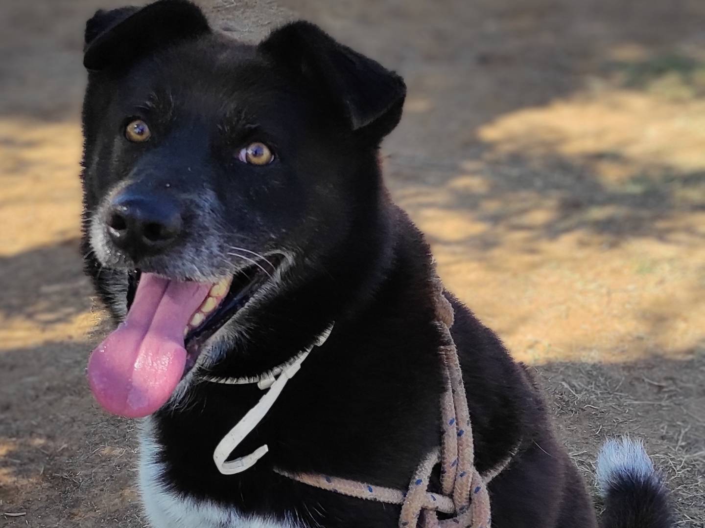 Adotta il cane Spock a Viterbo