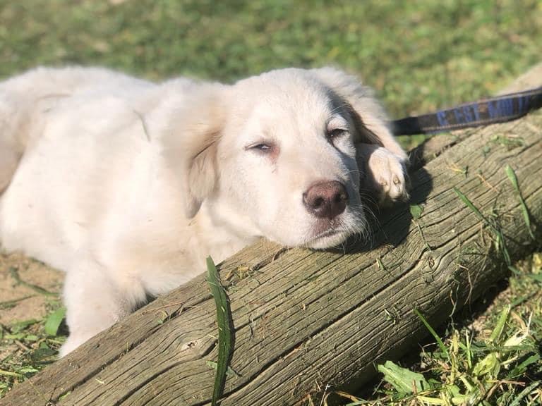 Adozione cane, maschio, Pastore maremmano, 2 anni e 11 mesi, taglia grande, Siracusa