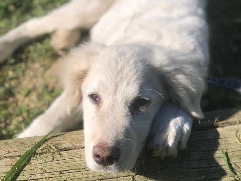 Adotta un cane, maschio, 2 anni e 11 mesi, Siracusa