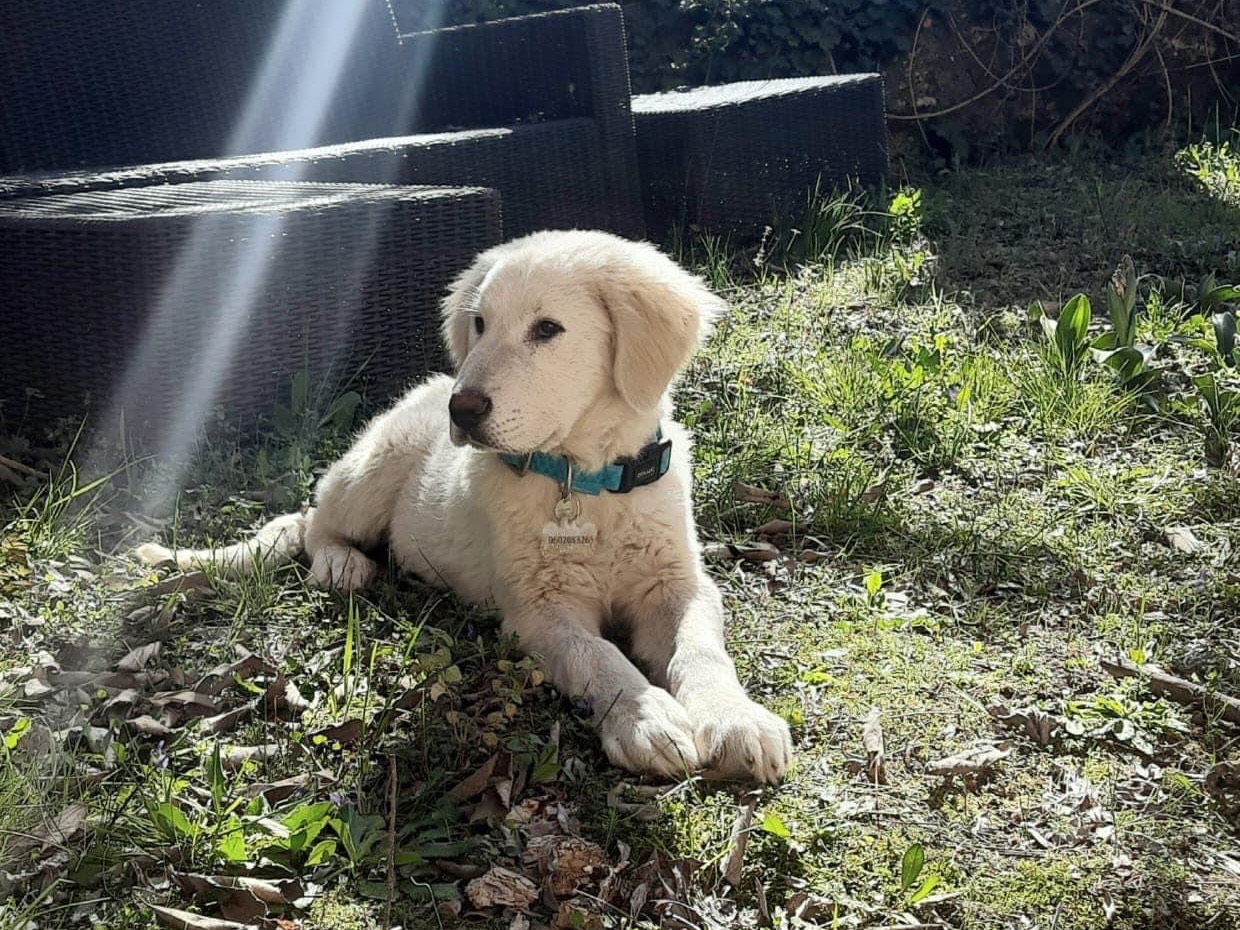Adotta un cane, taglia grande, maschio, Siracusa