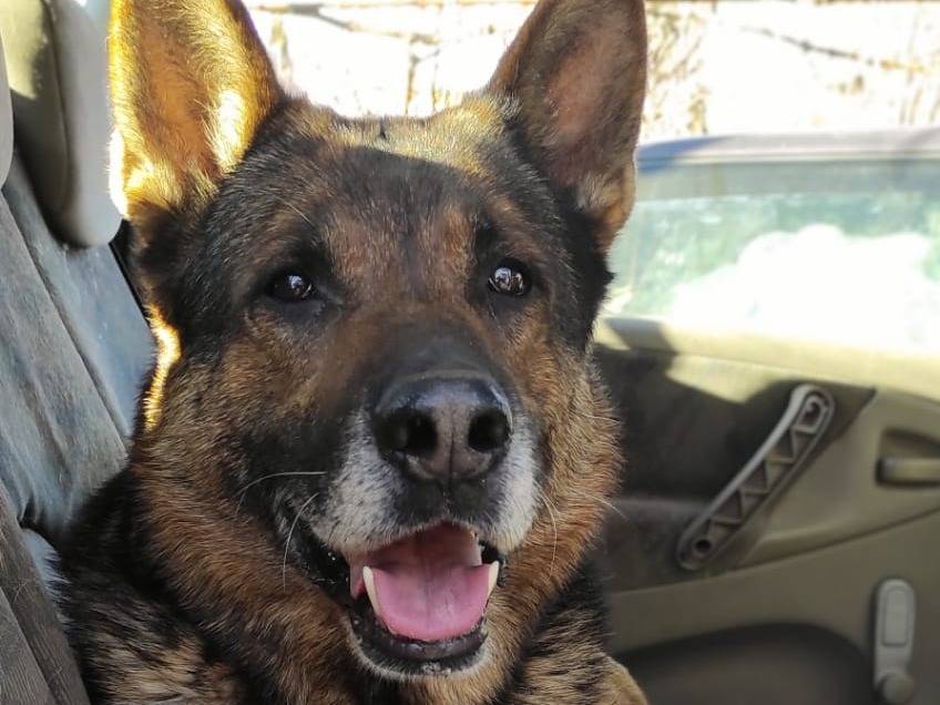 Adozione cane, maschio, Pastore tedesco, 6 anni  e 2 mesi , taglia grande, Viterbo