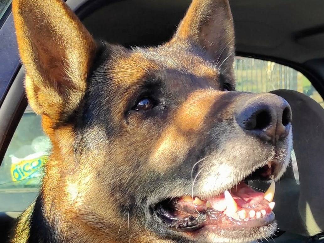 Vuoi adottare un cane a Viterbo?