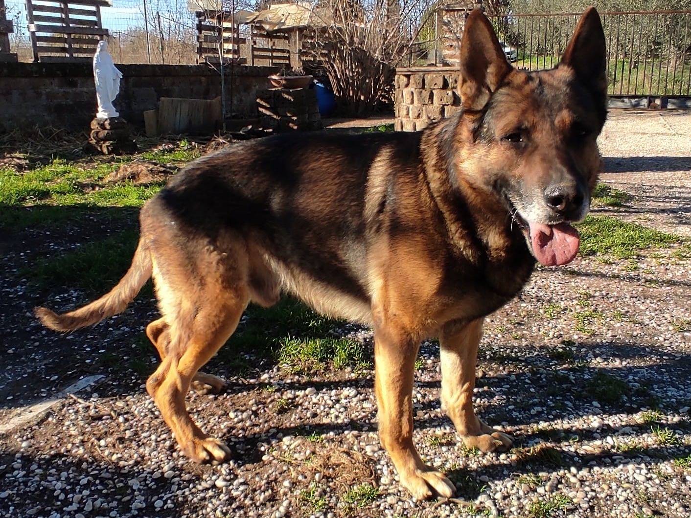 Adotta il cane Algon a Viterbo