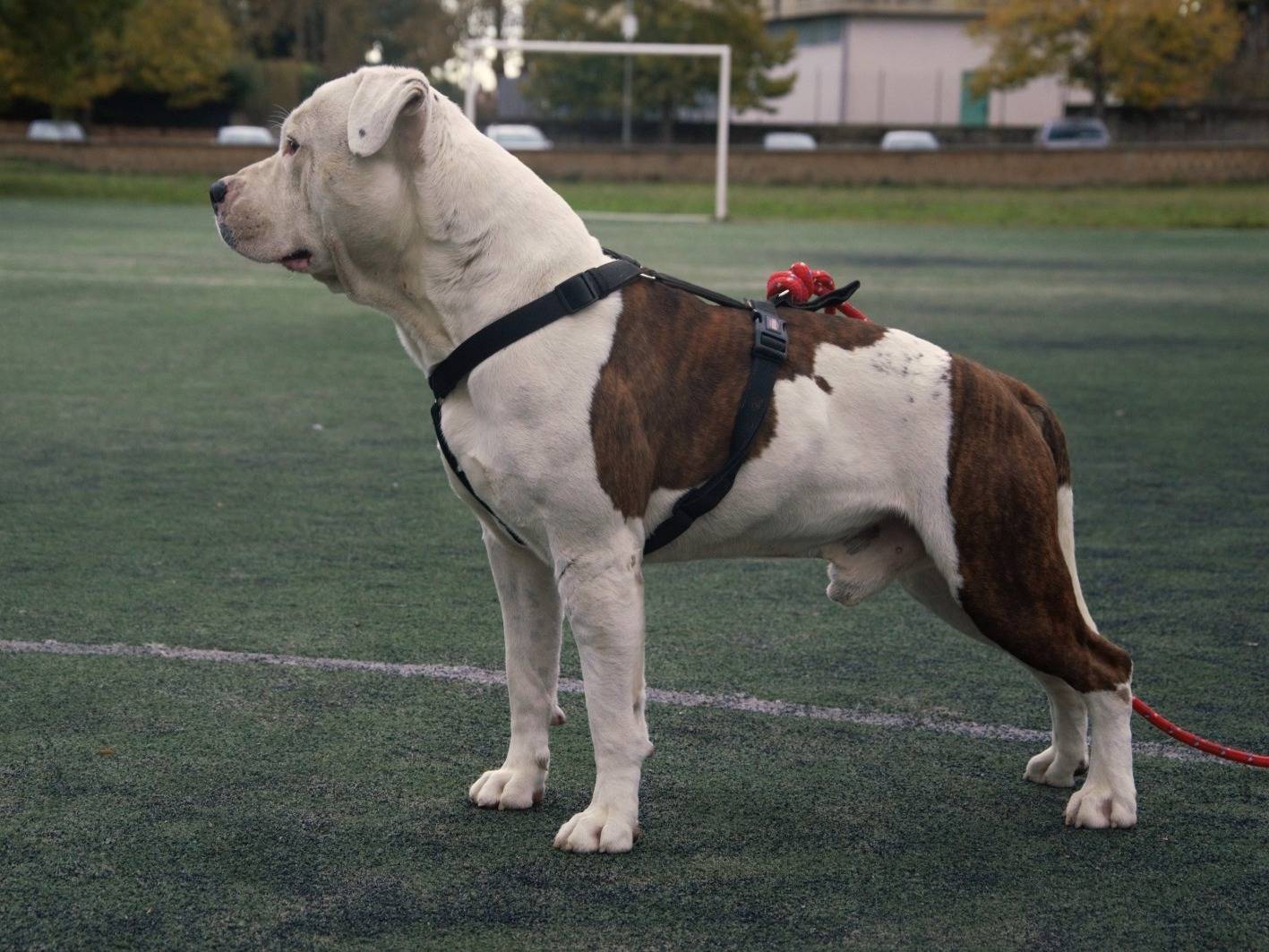 Vuoi adottare un cane a Viterbo?