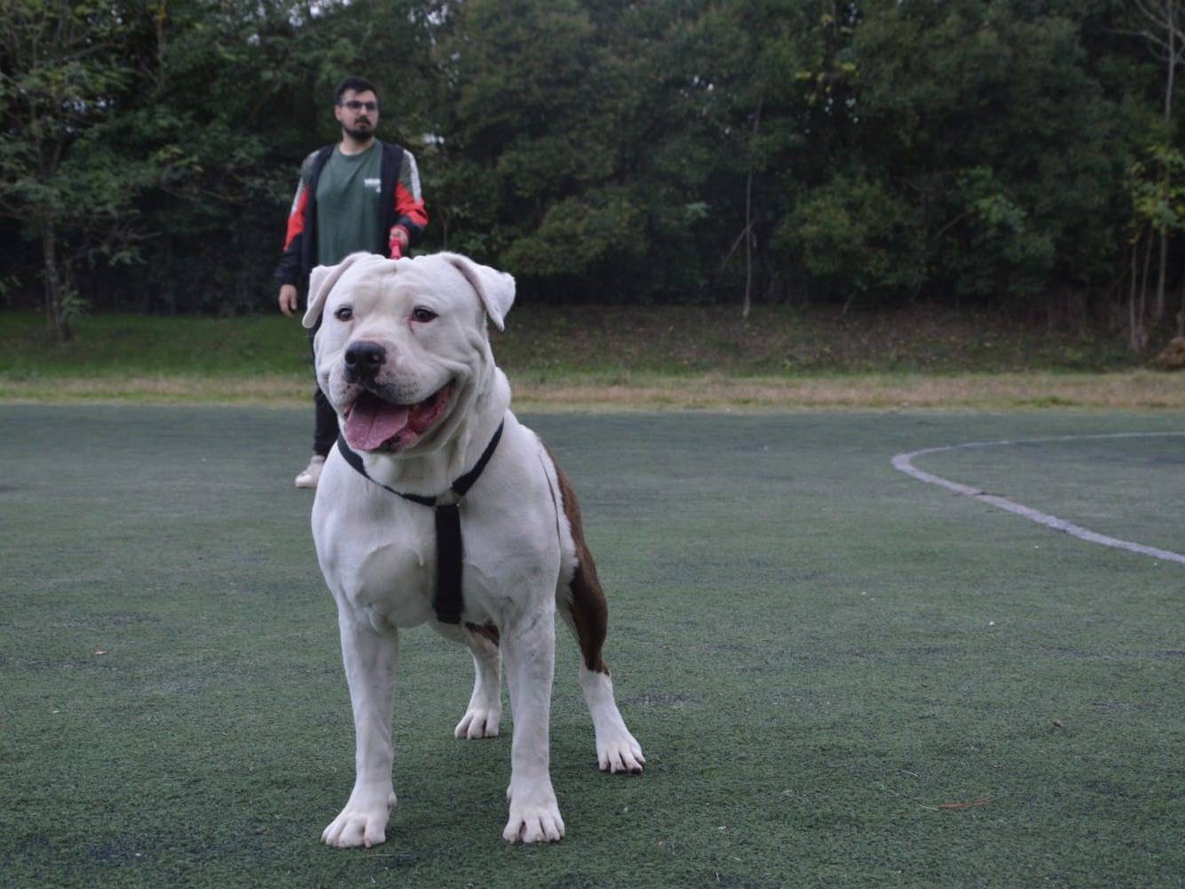 Adotta il cane Merlino a Viterbo