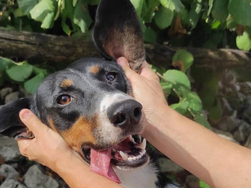 Adozione cane, maschio, meticcio, 7 anni e 9 mesi, taglia grande, Viterbo