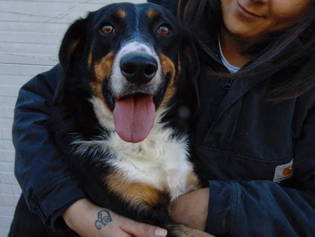 Adotta un cane, maschio, 7 anni e 9 mesi, Viterbo