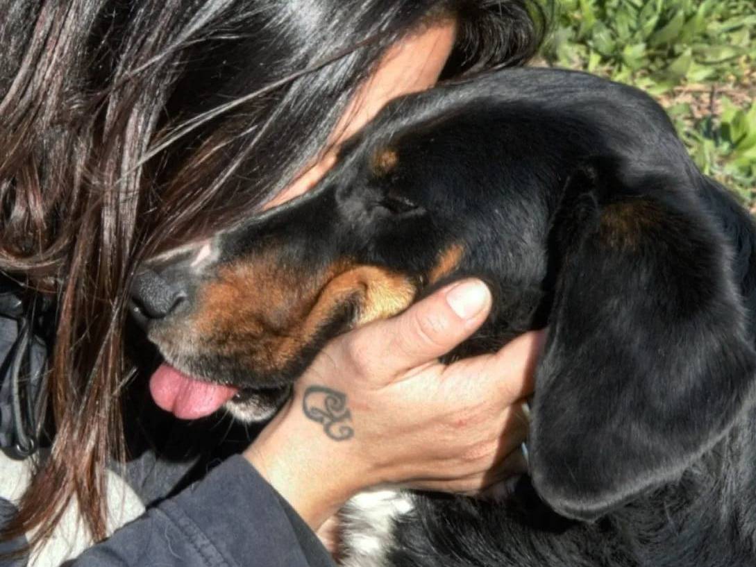 Adotta un cane, taglia grande, maschio, Viterbo