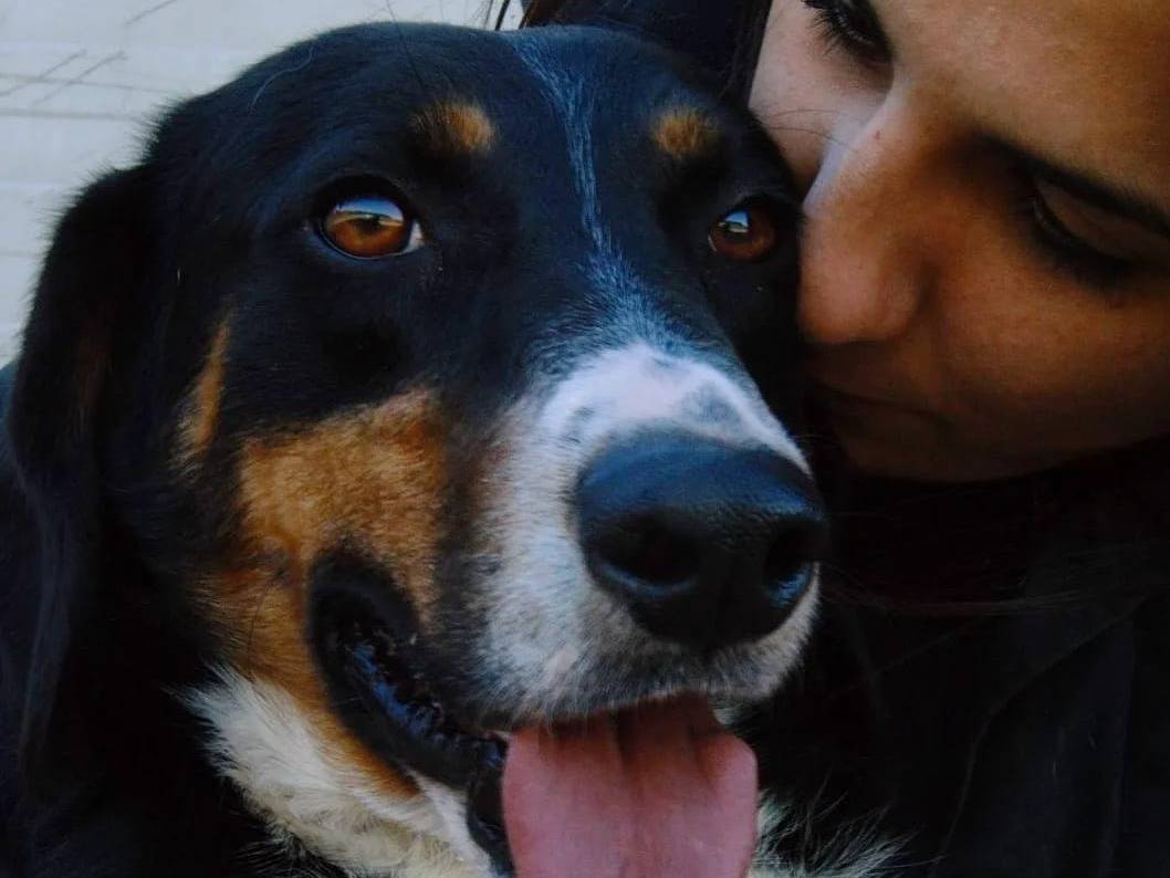 Vuoi adottare un cane a Viterbo?