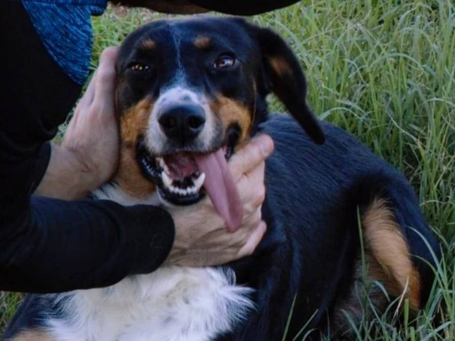 Adotta il cane Bruno a Viterbo
