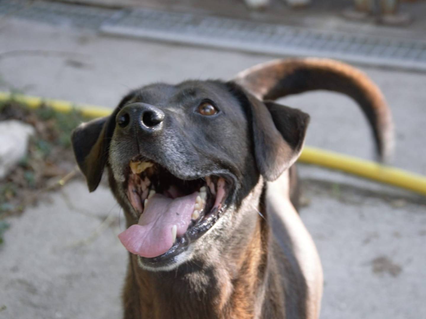 Adotta un cane, femmina, 10 anni  e 2 mesi , Viterbo