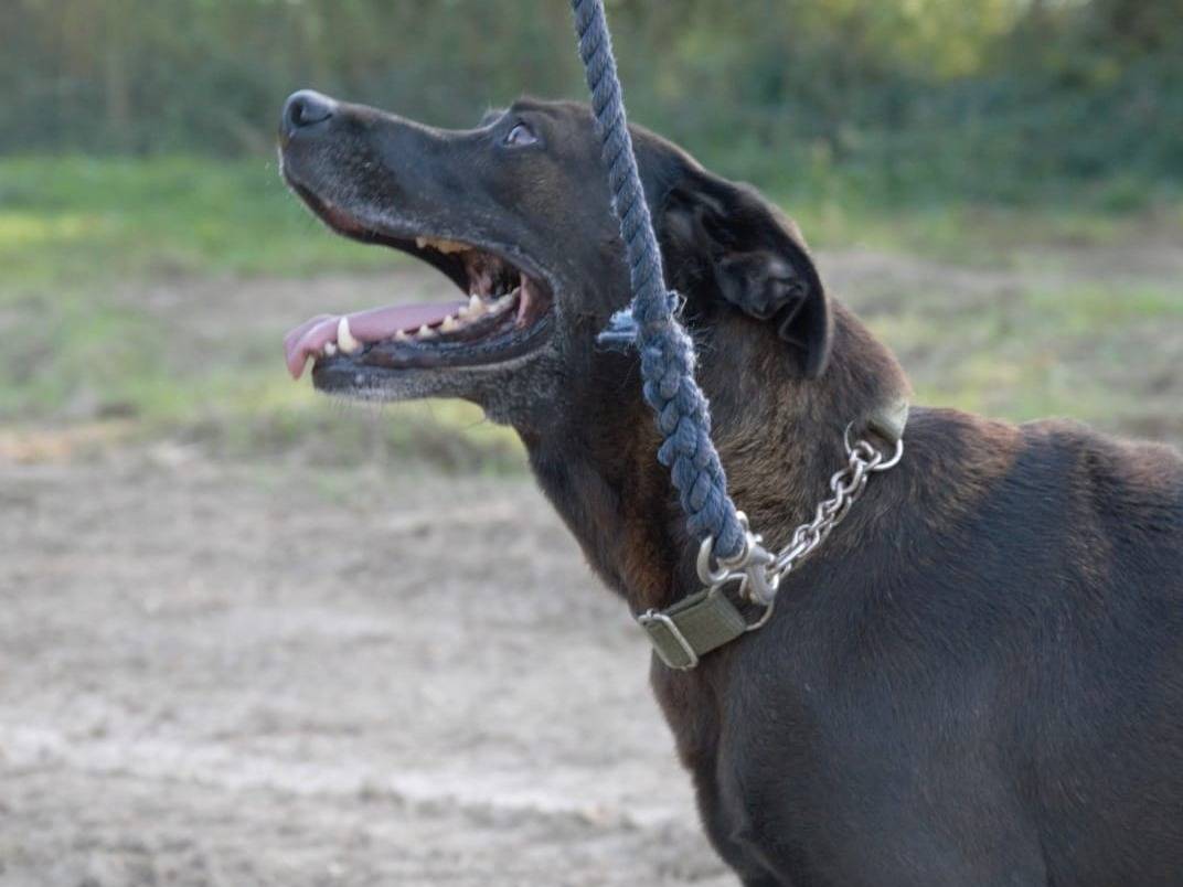 Adotta un cane, taglia media, femmina, Viterbo